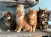 Photo №3. Chipped Main Coon kittens with pedigree for Adoption. Germany