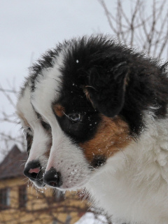 Photo №3. For sale Australian shepherd puppy (aussi). Russian Federation