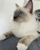 Photo №1. ragdoll - for sale in the city of Brussels | 211$ | Announcement № 123519