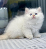 Photo №1. british shorthair - for sale in the city of Kissimmee | 350$ | Announcement № 84072