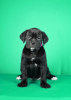 Photo №1. cane corso - for sale in the city of Нови Сад | negotiated | Announcement № 122379