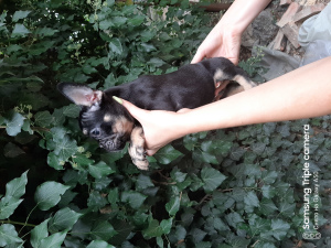 Photo №4. I will sell french bulldog in the city of Москва. from nursery - price - 1200$