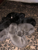 Photo №4. I will sell cane corso in the city of Vienna. private announcement - price - 1057$