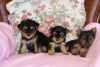 Photo №1. yorkshire terrier - for sale in the city of Барсена-де-Сисеро | 158$ | Announcement № 40101