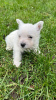 Photo №4. I will sell west highland white terrier in the city of Альгермиссен. breeder - price - 1585$