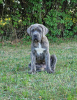 Photo №2 to announcement № 106781 for the sale of cane corso - buy in Poland breeder