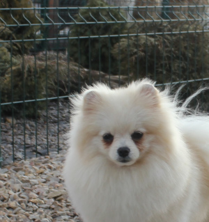 Additional photos: A charming, creamy boy with a perspective looking for exhibition pens.