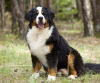 Photo №4. I will sell bernese mountain dog in the city of Românași. private announcement - price - 908$