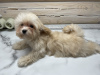 Photo №4. I will sell maltipu in the city of Москва. breeder - price - 1518$