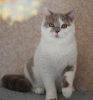 Photo №2 to announcement № 102881 for the sale of british shorthair - buy in Russian Federation from nursery