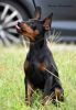 Photo №4. I will sell miniature pinscher in the city of Kiev. private announcement, from nursery, breeder - price - 819$