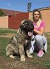 Additional photos: Caucasian Shepherd Dog puppies of the highest quality