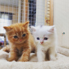 Photo №1. persian cat - for sale in the city of Bern | negotiated | Announcement № 120129