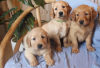 Photo №1. non-pedigree dogs - for sale in the city of Berlin | negotiated | Announcement № 90665