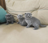 Photo №2 to announcement № 96241 for the sale of scottish fold - buy in United States private announcement