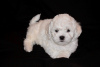 Photo №1. bichon frise - for sale in the city of Minsk | 2113$ | Announcement № 48014
