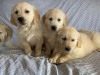 Photo №1. golden retriever - for sale in the city of Nizhny Novgorod | Is free | Announcement № 35499