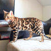 Photo №2 to announcement № 126294 for the sale of bengal cat - buy in Serbia breeder