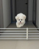 Photo №4. I will sell maltese dog in the city of Richmond. breeder - price - 450$