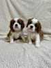 Photo №2 to announcement № 100794 for the sale of cavalier king charles spaniel - buy in Serbia breeder