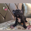 Additional photos: Adorable French Bulldog puppies for sale!