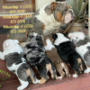 Photo №1. english bulldog - for sale in the city of Ohio City | 850$ | Announcement № 99111