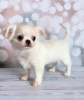 Photo №1. chihuahua - for sale in the city of Munich | 269$ | Announcement № 105029