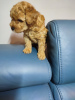 Additional photos: Yorkiepoo (York & Toy Poodle) puppy with pedigree.