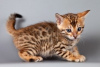 Photo №1. bengal cat - for sale in the city of Warsaw | 264$ | Announcement № 120900