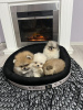 Photo №4. I will sell pomeranian in the city of Нови Сад.  - price - 634$