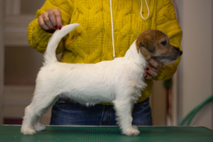 Photo №4. I will sell jack russell terrier in the city of Gomel. breeder - price - 350$