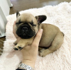 Photo №2 to announcement № 124647 for the sale of pug - buy in Estonia private announcement