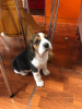 Photo №1. beagle - for sale in the city of Munich | 359$ | Announcement № 100510