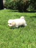 Additional photos: Puppies for sale Bishpu, Bichon Frize, Poodle
