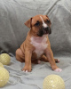 Additional photos: American Staffordshire Terrier puppies