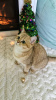 Photo №1. british shorthair - for sale in the city of Даллас | negotiated | Announcement № 85502