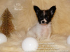 Photo №4. I will sell papillon dog in the city of Saratov. from nursery - price - negotiated