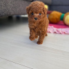 Photo №4. I will sell poodle (toy) in the city of Forbes Reef. private announcement - price - negotiated