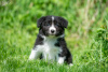 Photo №2 to announcement № 10708 for the sale of border collie - buy in Russian Federation from nursery
