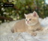 Photo №2 to announcement № 25848 for the sale of british longhair - buy in Turkey private announcement, breeder