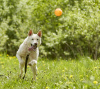 Additional photos: Incredibly beautiful, plush and big White in search of his man.