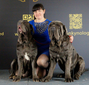 Additional photos: Kennel & quot; Alario Style & quot; presents puppies of the Neapolitan