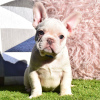 Photo №3. French bulldog purebred dogs -. Germany