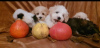 Photo №3. Beautiful MALTIPOO puppies. Serbia