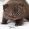 Photo №4. I will sell british shorthair in the city of Jacksonville. private announcement - price - 400$