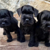 Photo №3. Adorable Schnauzer Puppies Available - Ready for Their Forever Homes. Greece