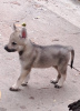 Additional photos: Czechoslovakian Wolfdog puppies