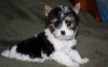 Photo №1. yorkshire terrier - for sale in the city of Vrådal | negotiated | Announcement № 93378