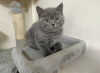 Photo №1. british shorthair - for sale in the city of New York | 300$ | Announcement № 96471