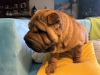 Photo №2 to announcement № 117683 for the sale of shar pei - buy in Poland private announcement